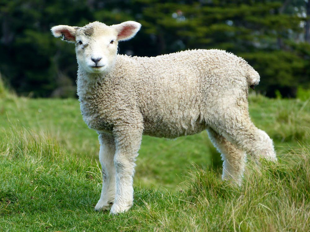 Sheep white lambs goats 59863