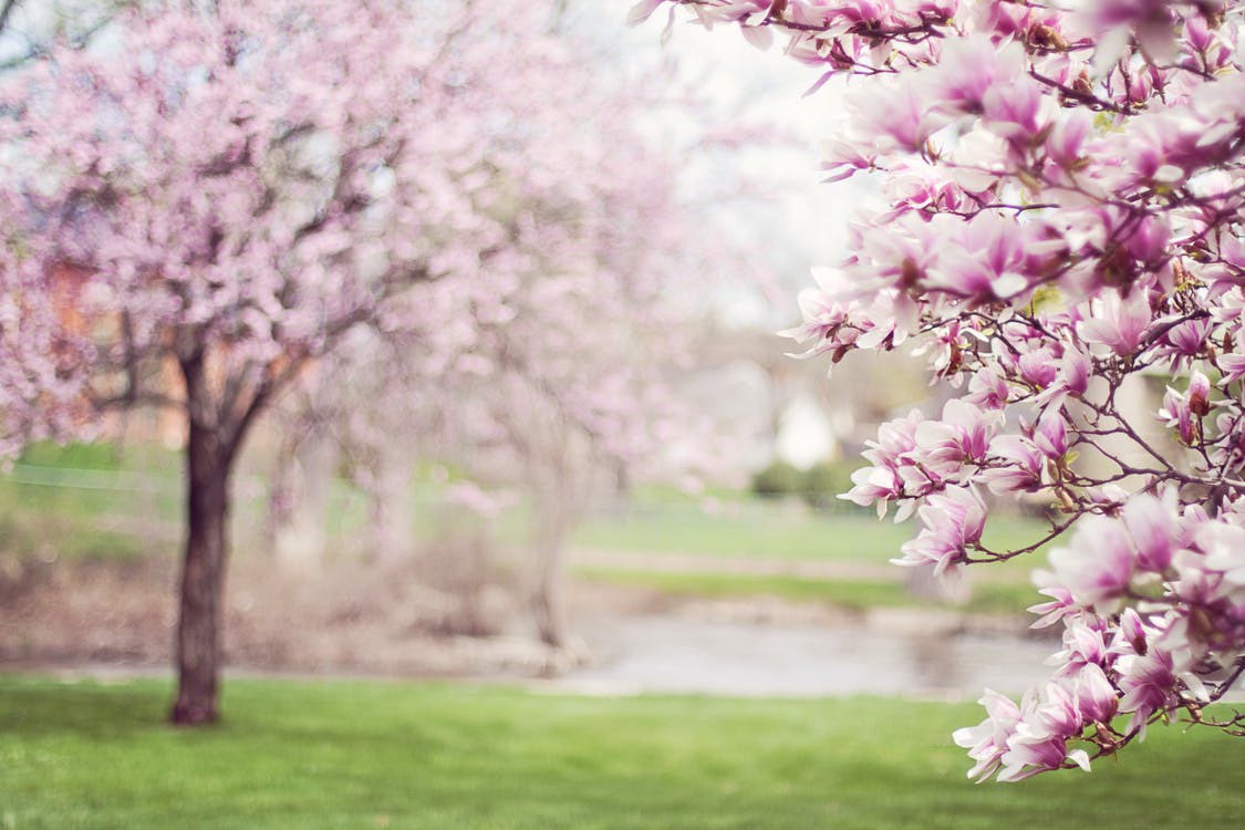 Magnolia trees springtime blossoms spring 38910