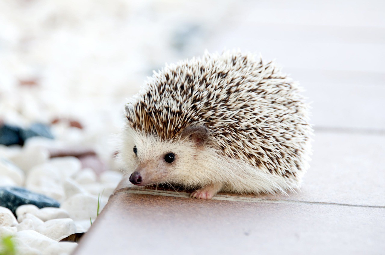 Hedgehog animal baby cute 50577