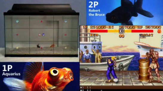 魚がプレイするスト2動画配信 Fish Vs Fish In Street Fighter Ii が話題に ソフトアンテナブログ